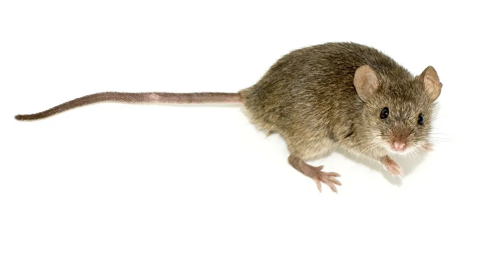 Ratón doméstico de pelaje café sobre fondo blanco