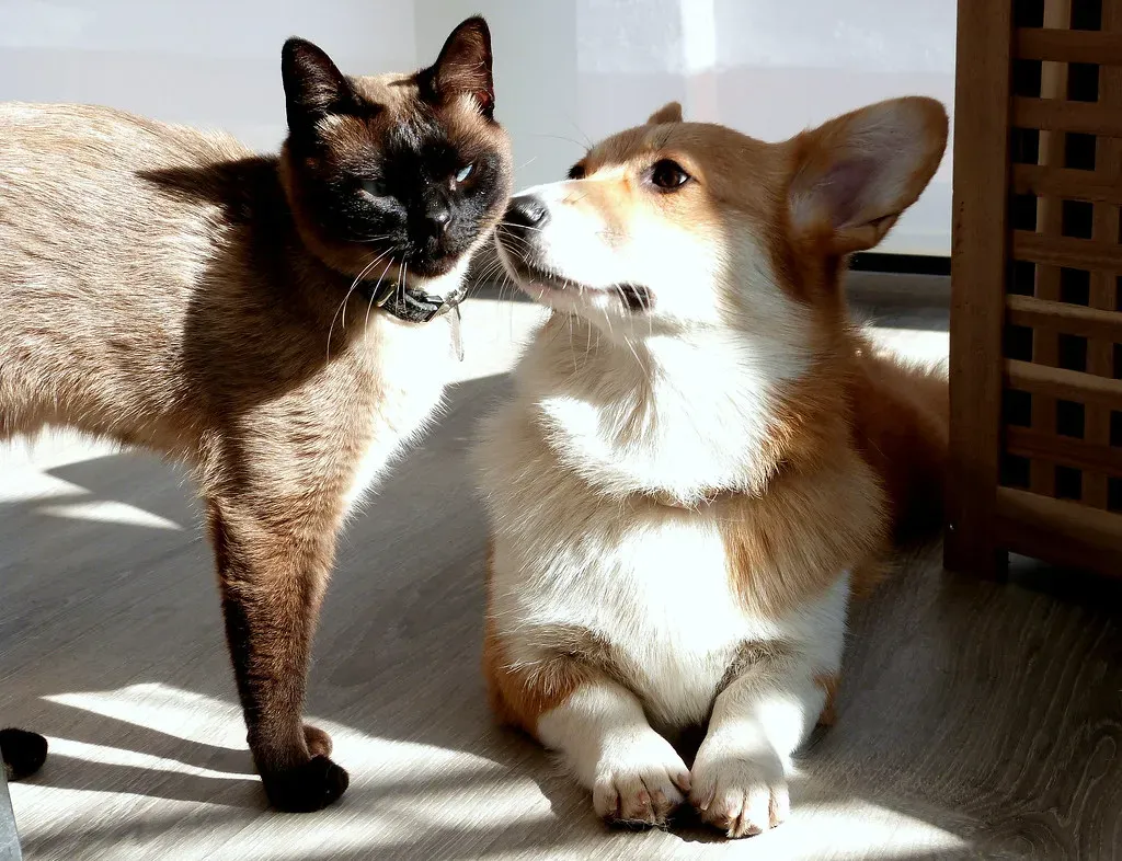 Gato siamés y perro corgi juntos, cara a cara, iluminados por luz de ventana