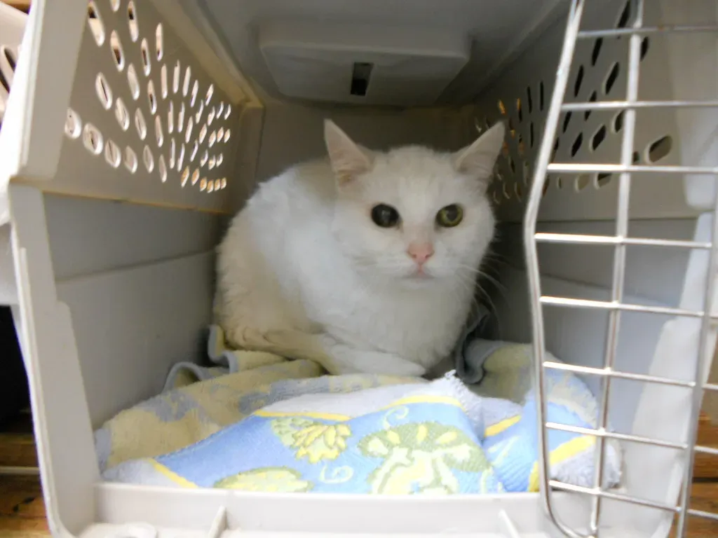 Gato blanco esperando dentro de su caja transportadora en una consulta veterinaria